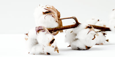 Cotton: Thirsty or not?