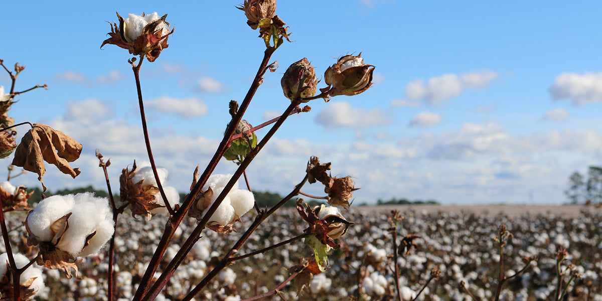 Egyptian Organic Cotton