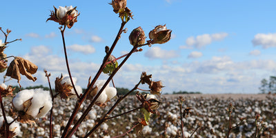Egyptian Organic Cotton